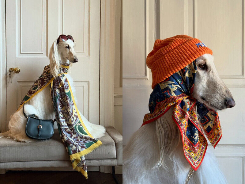 這隻超模狗狗IG爆紅!貴族氣場穿搭+精緻髮型根本教科書等級,人類都要偷學幾招!