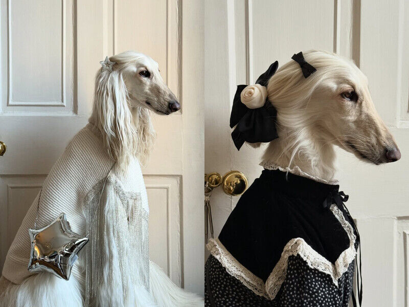 這隻超模狗狗IG爆紅!貴族氣場穿搭+精緻髮型根本教科書等級,人類都要偷學幾招!