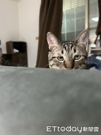 ▲。(圖/Threads@kddh_ql提供,請勿隨意翻拍,以免侵權。)