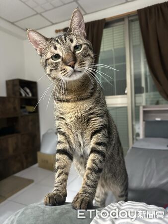 ▲。(圖/Threads@kddh_ql提供,請勿隨意翻拍,以免侵權。)