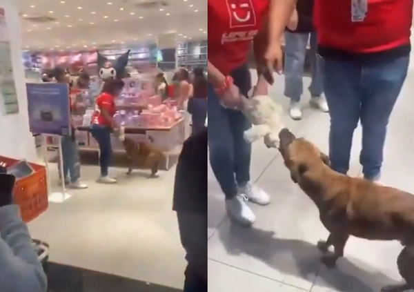 浪浪「想要聖誕禮物」闖玩具店叼娃娃 天使顧客1暖舉幫牠圓夢。(圖/翻攝自X)