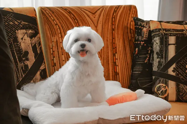 ▲台中寵物友善飯店。(圖/業者提供)