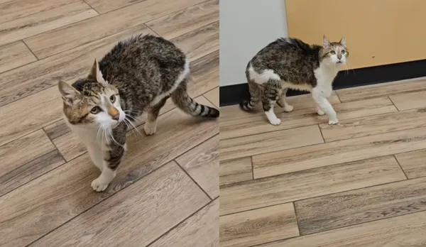 等於人類124歲! 女分享家中「27歲人瑞貓」凍齡外表網驚嚇。(圖/翻攝自TikTok/katarinas.garage)