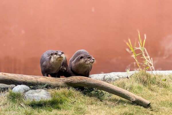 台北市立動物園小爪水獺移居頑皮世界。(圖/台北市立動物園提供)