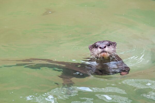 台北市立動物園小爪水獺移居頑皮世界。(圖/台北市立動物園提供)