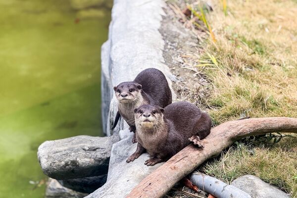 台北市立動物園小爪水獺移居頑皮世界。(圖/台北市立動物園提供)