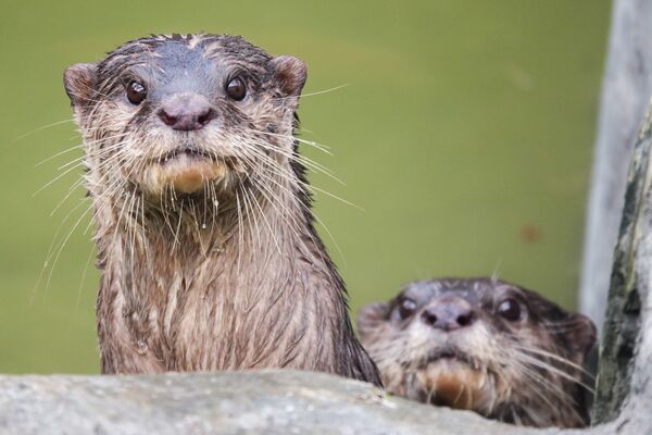 台北市立動物園小爪水獺移居頑皮世界。(圖/台北市立動物園提供)
