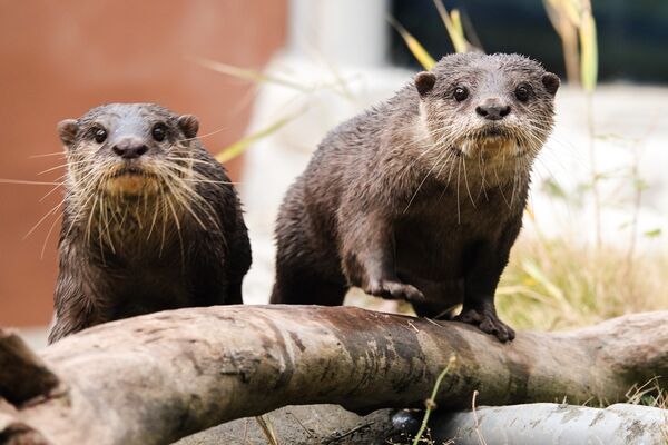 台北市立動物園小爪水獺移居頑皮世界。(圖/台北市立動物園提供)