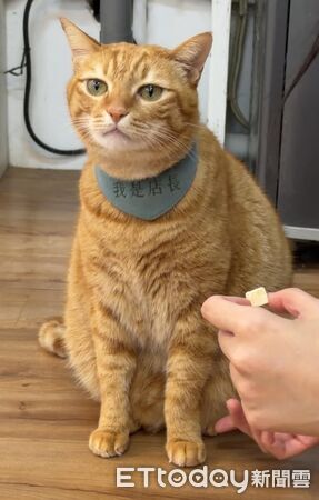 ▲。(圖/Threads@gym_cat_fans提供,請勿隨意翻拍,以免侵權。)