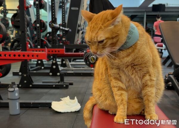 ▲。(圖/Threads@gym_cat_fans提供,請勿隨意翻拍,以免侵權。)