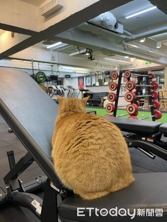▲。(圖/Threads@gym_cat_fans提供,請勿隨意翻拍,以免侵權。)