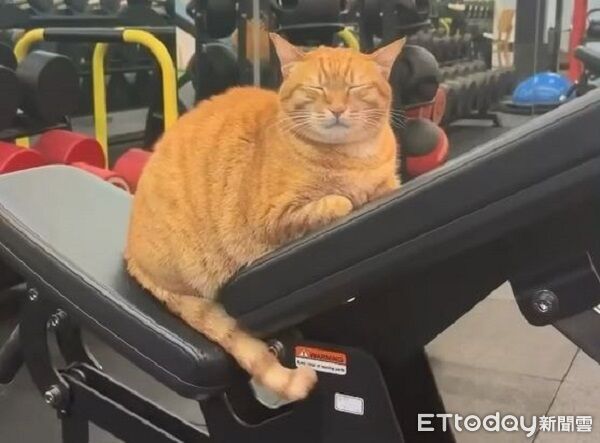 ▲。(圖/Threads@gym_cat_fans提供,請勿隨意翻拍,以免侵權。)