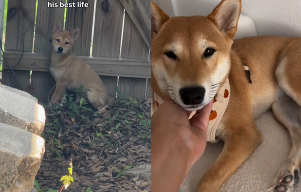 以為「郊狼闖進後院」發現受驚浪汪 女救援收養讓牠變幸福毛孩。(圖/翻攝自instagram/yotethedog)