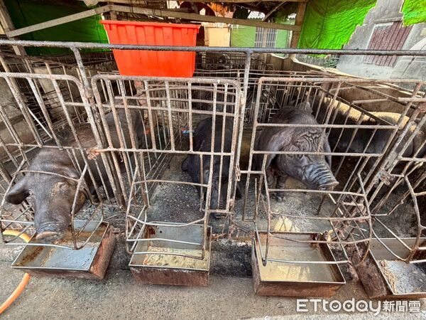 ▲縣府在崁頂鄉查獲陳姓豬農廚餘餵豬。(圖/屏東縣政府提供)