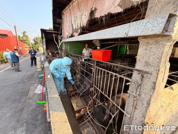 ▲縣府在崁頂鄉查獲陳姓豬農廚餘餵豬。(圖/屏東縣政府提供)