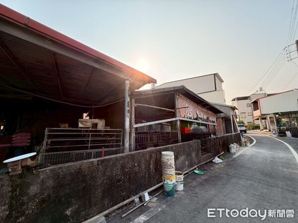 ▲縣府在崁頂鄉查獲陳姓豬農廚餘餵豬。(圖/屏東縣政府提供)