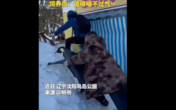 ▲▼ 瀋陽鳥島企鵝看見雪越獄 。(圖/翻攝 聽聽微博)