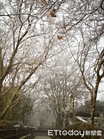 ▲▼太平山遊樂區樹上稍有些霧淞。(圖/記者游芳男翻攝))