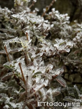 ▲▼太平山遊樂區樹上稍有些霧淞。(圖/記者游芳男翻攝))