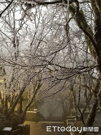▲▼太平山遊樂區樹上稍有些霧淞。(圖/記者游芳男翻攝))