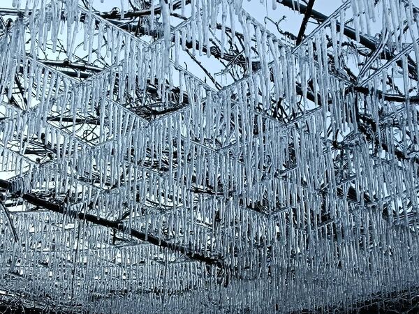 ▲▼武陵農場藤花園變成銀白世界。(圖/武陵農場提供)