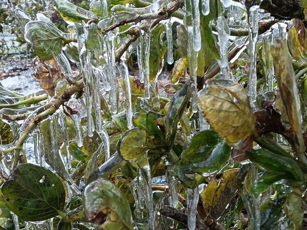 ▲▼武陵農場藤花園變成銀白世界。(圖/武陵農場提供)