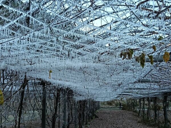 ▲▼武陵農場藤花園變成銀白世界。(圖/武陵農場提供)