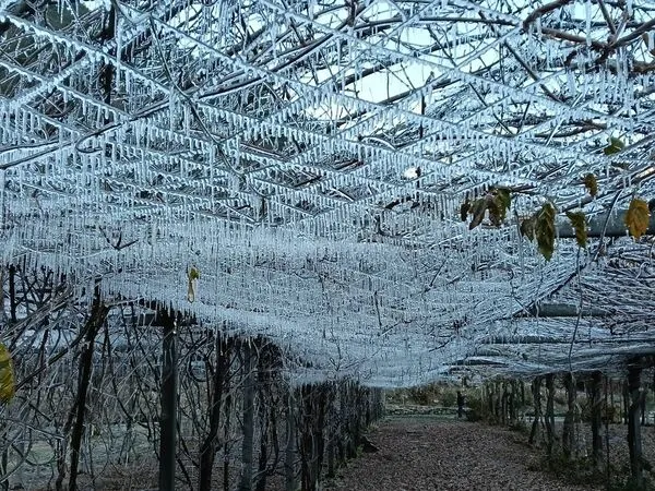 ▲▼武陵農場藤花園變成銀白世界。(圖/武陵農場提供)