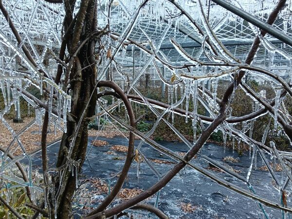 ▲▼武陵農場藤花園變成銀白世界。(圖/武陵農場提供)