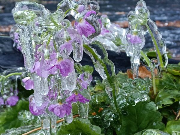 ▲▼武陵農場藤花園變成銀白世界。(圖/武陵農場提供)