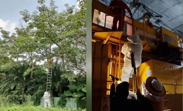 ▲桃園捕蜂捉蛇委外1999專線24小時受理