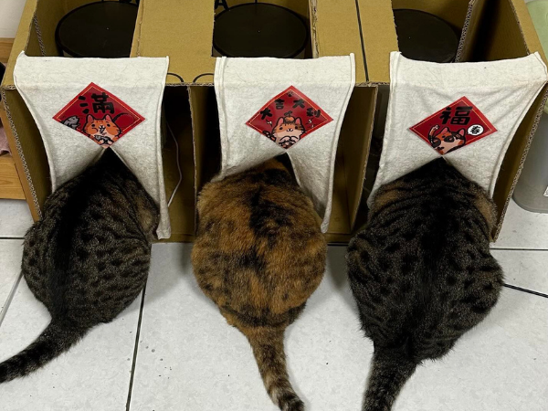 ▲奴才自製「一貓食」飼料隔間 成功改造紙箱惹網大讚:太有秩序。(圖/大汗股份有限公司@kddh_ql提供,請勿隨意翻拍,以免侵權。)