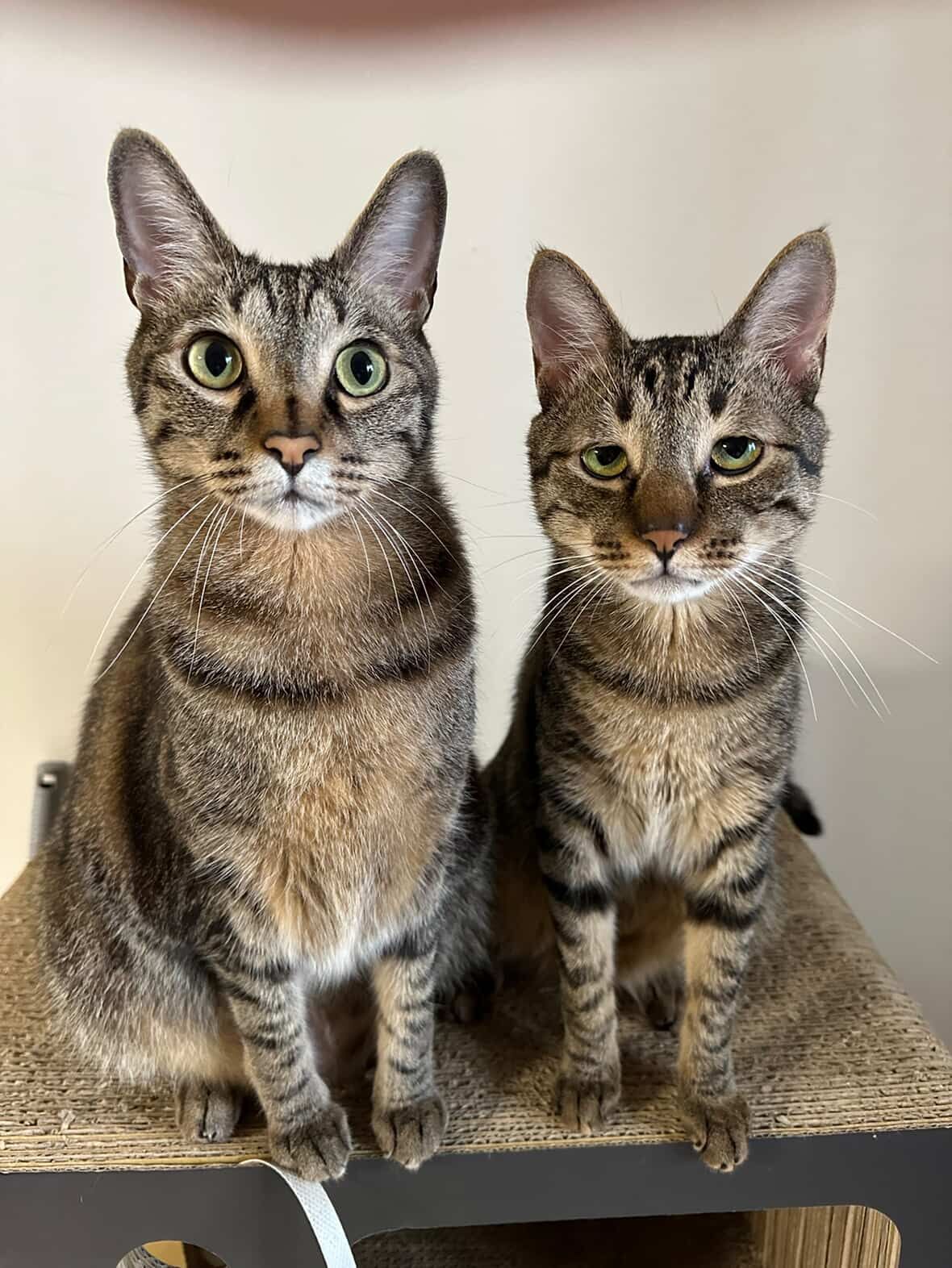 ▲奴才自製「一貓食」飼料隔間 成功改造紙箱惹網大讚:太有秩序。(圖/大汗股份有限公司@kddh_ql提供,請勿隨意翻拍,以免侵權。)
