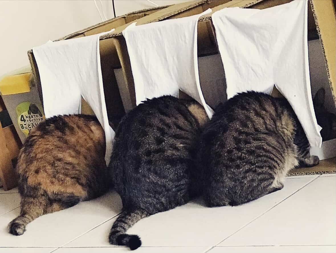 ▲奴才自製「一貓食」飼料隔間 成功改造紙箱惹網大讚:太有秩序。(圖/大汗股份有限公司@kddh_ql提供,請勿隨意翻拍,以免侵權。)