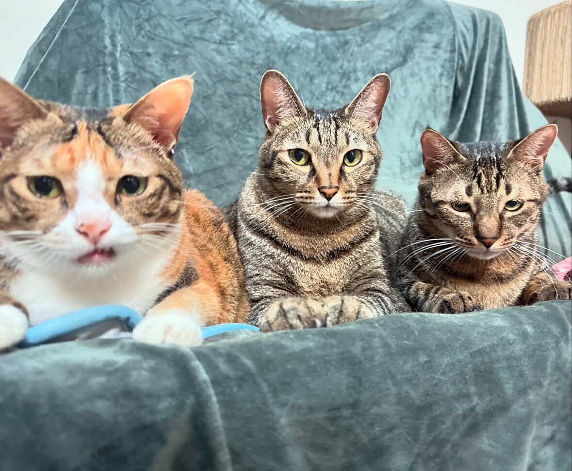 ▲奴才自製「一貓食」飼料隔間 成功改造紙箱惹網大讚:太有秩序。(圖/大汗股份有限公司@kddh_ql提供,請勿隨意翻拍,以免侵權。)