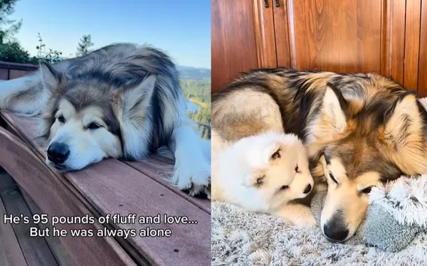 太大隻交不到朋友 43kg阿拉斯加雪橇犬「落寞躲角落」主人幫圓夢。(圖/翻攝自Instagram/duke.the.malamute)