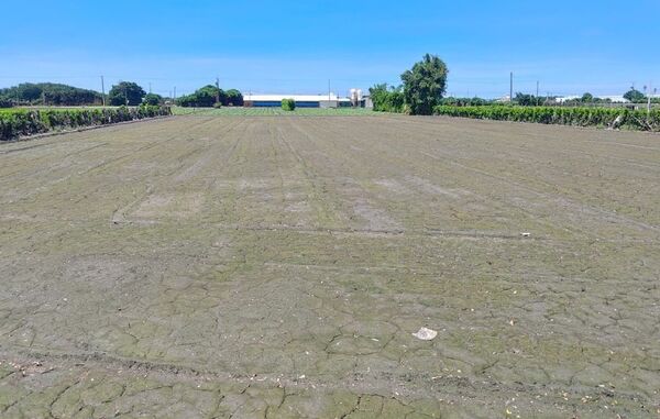 ▲彰化芳苑鄉崙腳寮疑似考古遺址「番仔園文化」。(圖/文化局提供)