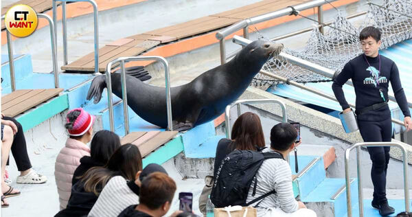 野柳海洋世界海獅和海豹每年需表演上千場,還得近距離與遊客互動,做出許多違背天性的舉動。(圖/方萬民攝)