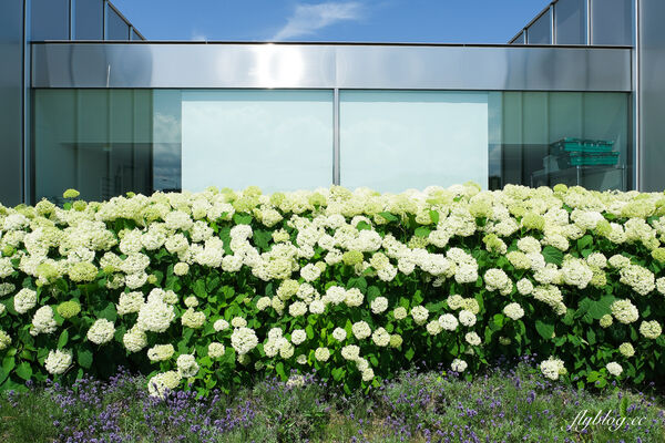 ▲▼日本北海道「美瑛選果本店Biei Senka」,結合米其林餐廳、麵包店、甜點店和蔬果市場。(圖/部落客飛天璇提供)