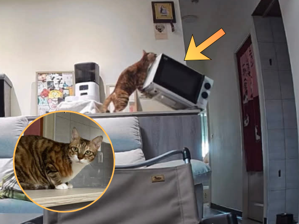 ▲虎斑貓在家硬舉健身「打翻微波爐」 網友全傻眼:荒謬到像Ai影片。(圖/Threads@syu_ren_jung提供,請勿隨意翻拍,以免侵權。)
