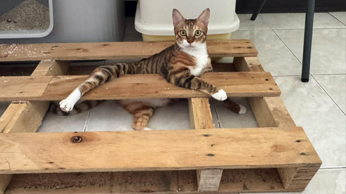 ▲虎斑貓在家硬舉健身「打翻微波爐」 網友全傻眼:荒謬到像Ai影片。(圖/Threads@syu_ren_jung提供,請勿隨意翻拍,以免侵權。)