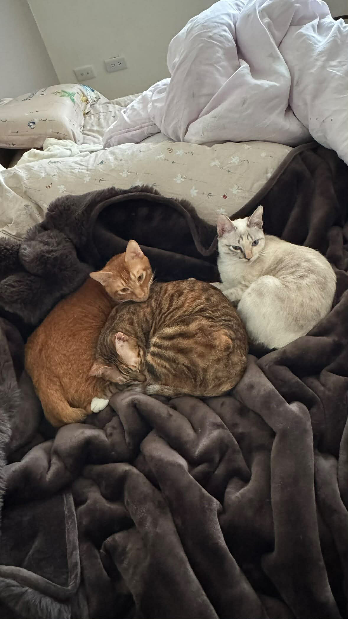 ▲虎斑貓在家硬舉健身「打翻微波爐」 網友全傻眼:荒謬到像Ai影片。(圖/Threads@syu_ren_jung提供,請勿隨意翻拍,以免侵權。)