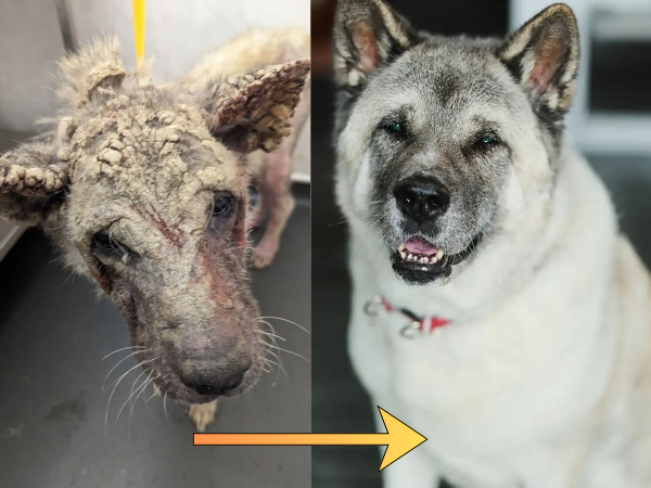 ▲英浪犬全身結痂像「被水泥浸泡過」 收編後幸福樣貌讓眾人驚呼。(圖/翻攝自the dodo、RSPCA)