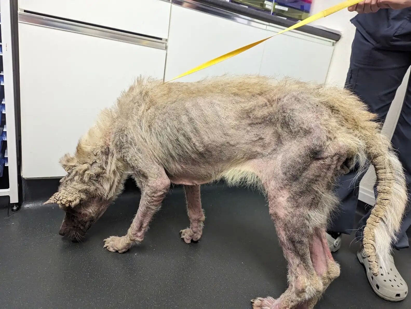 ▲英浪犬全身結痂像「被水泥浸泡過」 收編後幸福樣貌讓眾人驚呼。(圖/翻攝自the dodo、RSPCA)