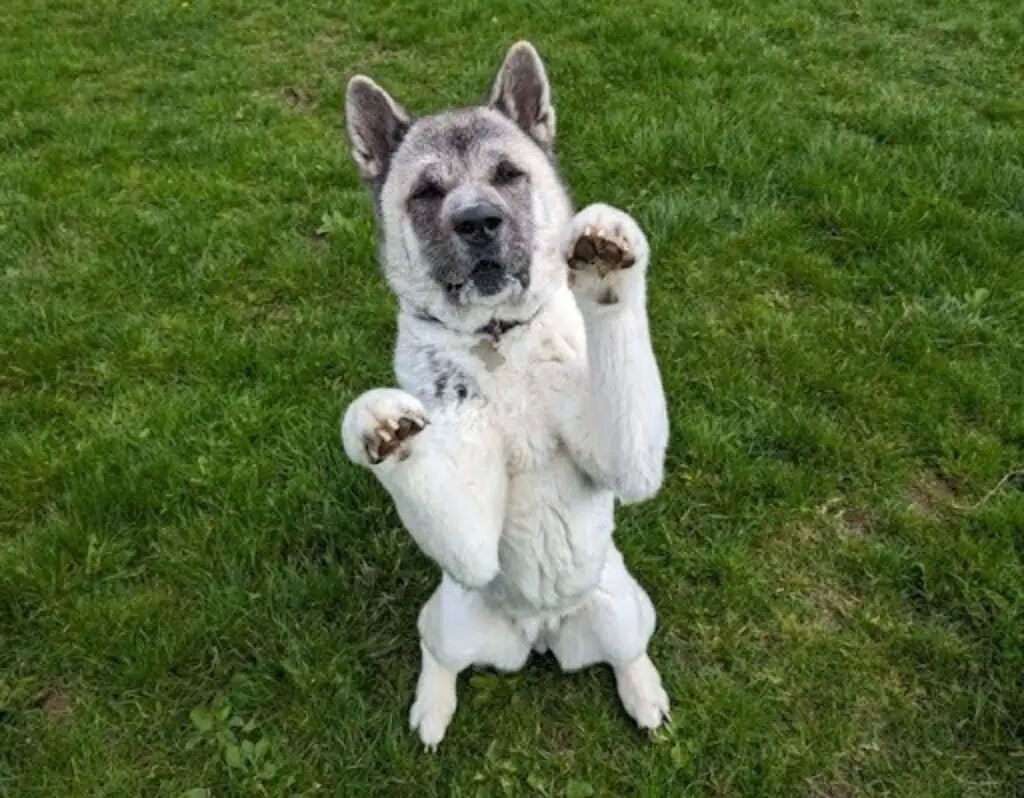 ▲英浪犬全身結痂像「被水泥浸泡過」 收編後幸福樣貌讓眾人驚呼。(圖/翻攝自the dodo、RSPCA)