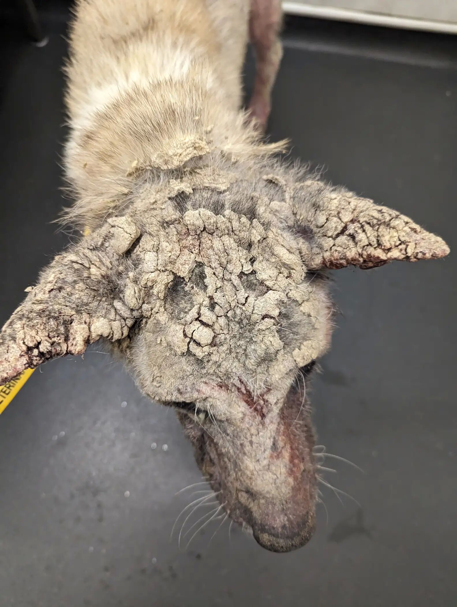 ▲英浪犬全身結痂像「被水泥浸泡過」 收編後幸福樣貌讓眾人驚呼。(圖/翻攝自the dodo、RSPCA)