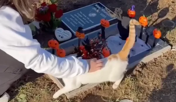 夫妻寵物墓園哀悼已故毛孩 橘白浪貓突然出現「跳進懷中」求收編。(圖/翻攝自Instagram/dontstopmeowing)