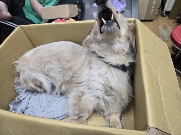 新莊臘腸狗墜樓。(圖/新北市動保處提供)