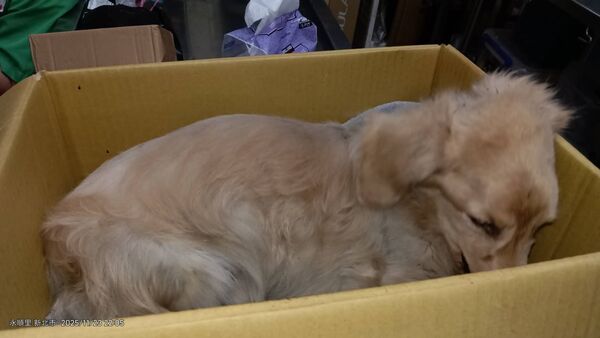 新莊臘腸狗墜樓。(圖/新北市動保處提供)