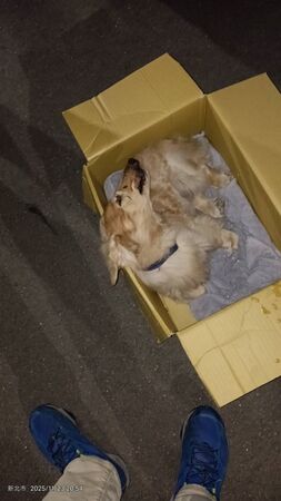 新莊臘腸狗墜樓。(圖/新北市動保處提供)